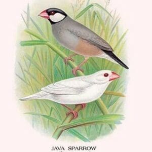 Java Sparrow by Arthur Gardiner Butler - Art Print