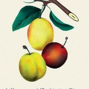 Jefferson and Washington Plums and Peach - Art Print