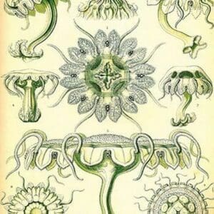 Jelly Fish by Ernst Haeckel #3 - Art Print