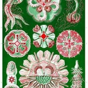 Jelly Fish by Ernst Haeckel #5 - Art Print