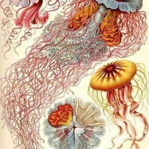 Jelly Fish by Ernst Haeckel - Art Print