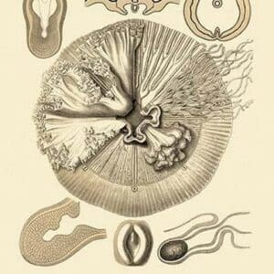 Jellyfish: Drymonema Victoria by Ernst Haeckel - Art Print