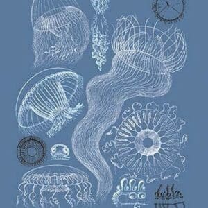 Jellyfish: Leptomedusae by Ernst Haeckel - Art Print