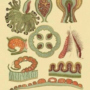 Jellyfish: Lucernaria Bathyphila by Ernst Haeckel - Art Print