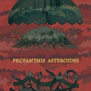 Jellyfish: Pectanthis Asteroides by Ernst Haeckel - Art Print