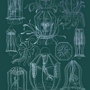 Jellyfish: Trachymedusae #3 by Ernst Haeckel - Art Print