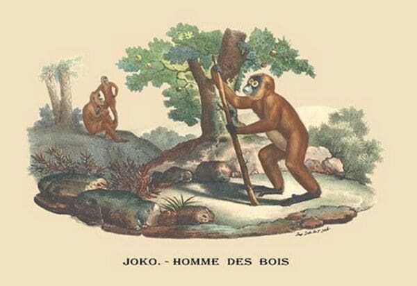 Joko - Homme des Bois (Monkey) by E. F. Noel - Art Print