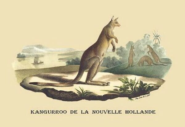 Kangouroo de la Nouvelle Hollande by E. F. Noel - Art Print