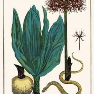 Katherine Blood Lilly & Sunbeam Snake by Albertus Seba - Art Print