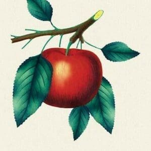 King of Tompkins County Apple - Art Print