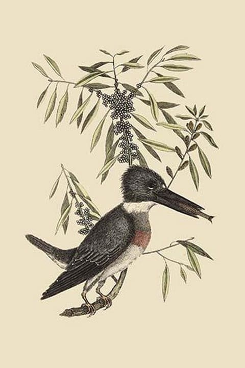 Kingfisher by Mark Catesby - Art Print