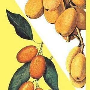 Kumquat - Art Print