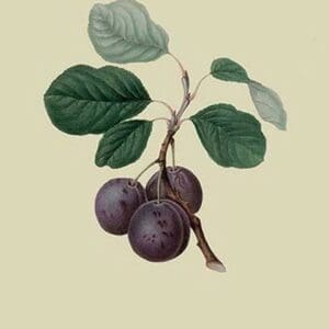 La Royale Plum by William Hooker - Art Print