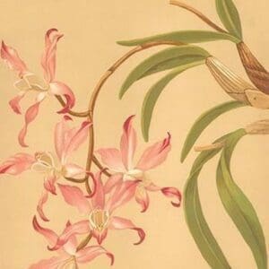 Laelia Autumnalis by H.G. Moon #2 - Art Print