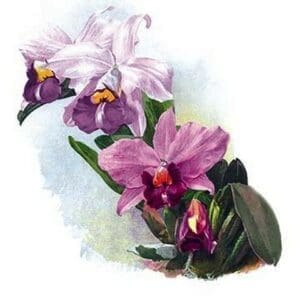 Laelia Prestans Oakwood Var by Henry George Moon - Art Print