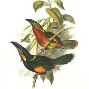 Langsdorf's Toucanet by John Gould - Art Print