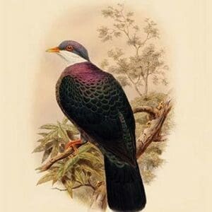 Lanthoenas Albigularis - White-Throated Pigeon by John Gould - Art Print