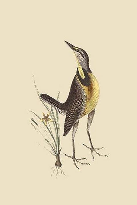 Large Lark by Mark Catesby - Art Print