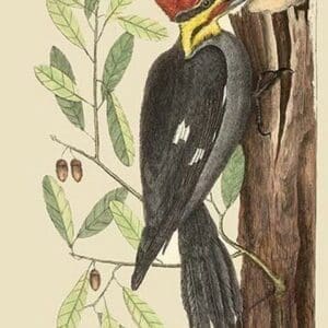 Large Red Crested Woodpecker by Mark Catesby - Art Print