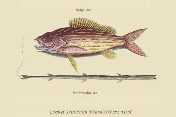 Large Snapper & Tobacco Pipe Fish by Mark Catesby #2 - Art Print