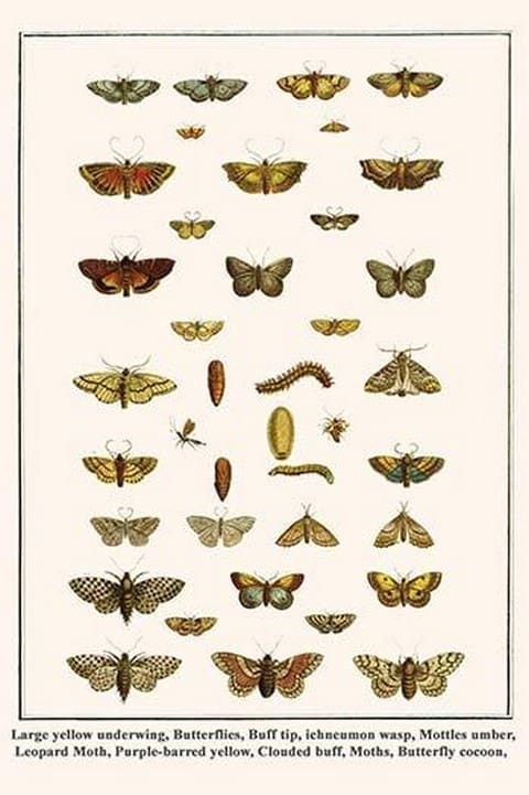 Large yellow underwing