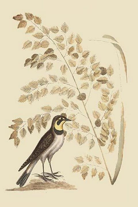 Lark by Mark Catesby - Art Print