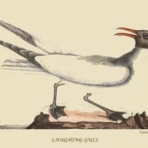 Laughing Gull by Mark Catesby #2 - Art Print