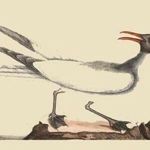 Laughing Gull by Mark Catesby - Art Print