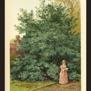 Laurel by W.H.J. Boot - Art Print