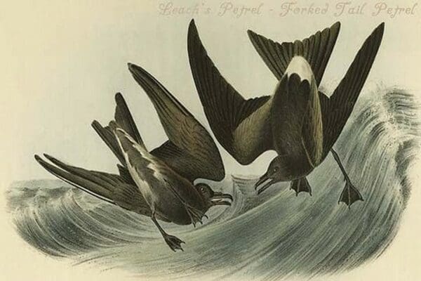 Leach's Petrel - Forked Tail Petrel by John James Audubon - Art Print