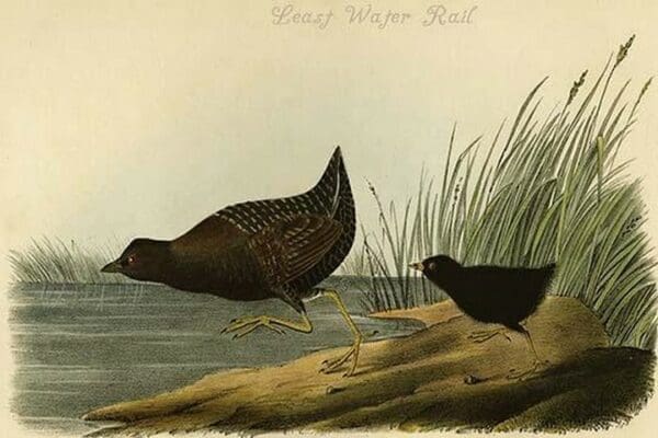 Least Water Rail by John James Audubon - Art Print