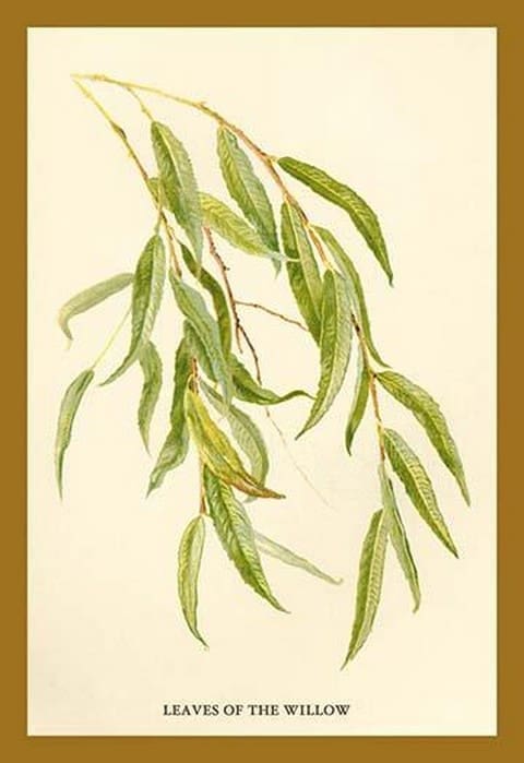 Leaves of the Willow by W.H.J. Boot - Art Print