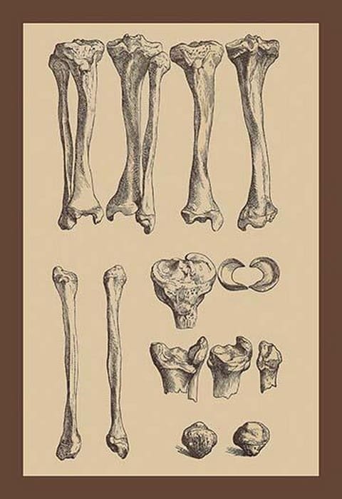 Leg Bones by Andreas Vesalius - Art Print