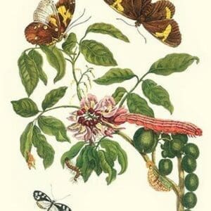 Leguminous plant with a Sophorae Owl Caterpillar & an Aegle Clearwing butterfly by Maria Sibylla Merian - Art Print