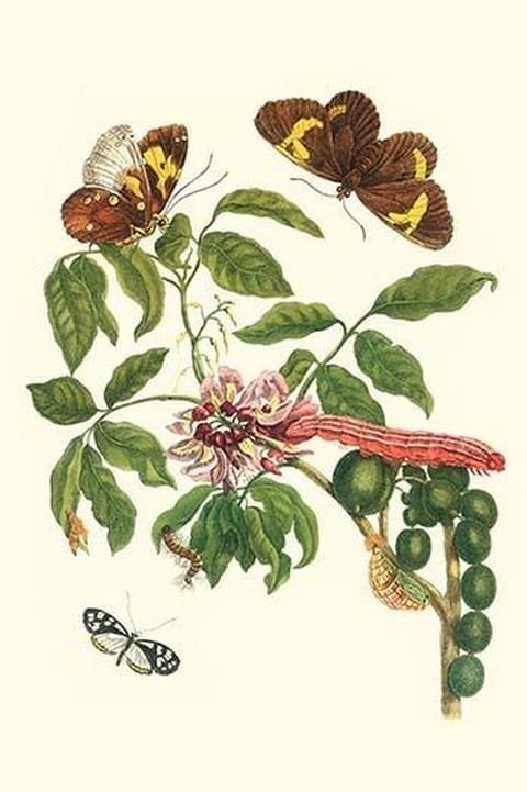 Leguminous plant with a Sophorae Owl Caterpillar & an Aegle Clearwing butterfly by Maria Sibylla Merian - Art Print