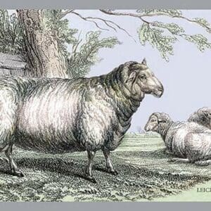 Leicester Ram by John Stewart - Art Print