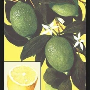 Lemon - Art Print