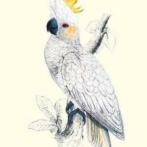 Lesser Sulpher-Crested Cockatoo - Cocatua Sulphurea by Edward Lear - Art Print