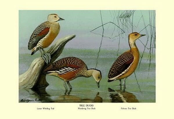 Lesser Whistling Teal