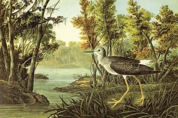 Lesser Yellow Legs by John James Audubon - Art Print