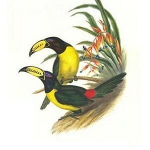 Lettered aracari by John Gould #4 - Art Print