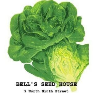 Lettuce - Art Print