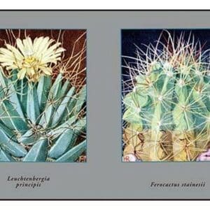 Leuchtenbergia Principis - Art Print