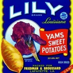 Lily Brand Yams Sweet Potatoes - Art Print