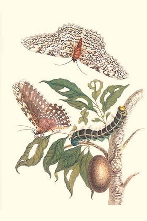 Limbo Tree with Owlet Moth by Maria Sibylla Merian - Art Print