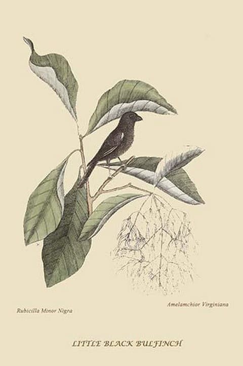 Little Black Bullfinch by Mark Catesby #2 - Art Print