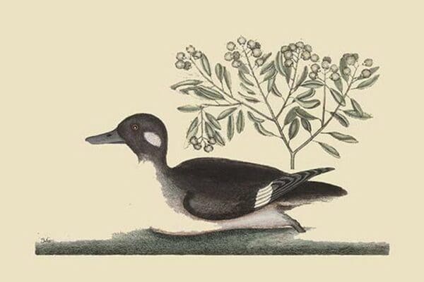 Little Brown Duck by Mark Catesby - Art Print