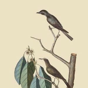 Little Brown Flycatcher by Mark Catesby - Art Print