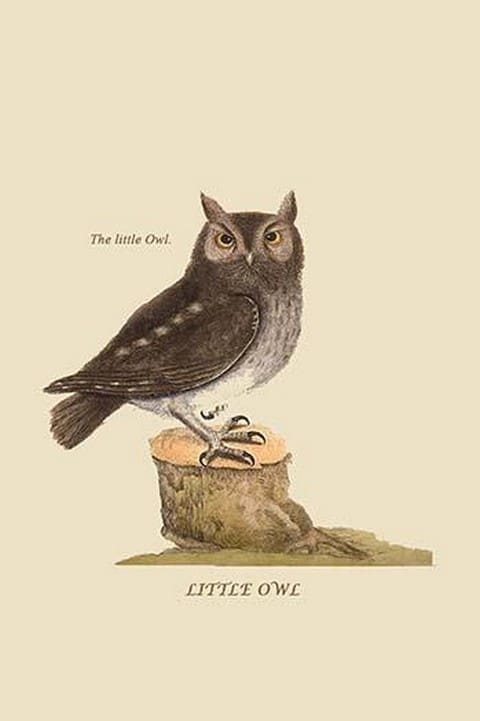 Little Owl by Mark Catesby #2 - Art Print