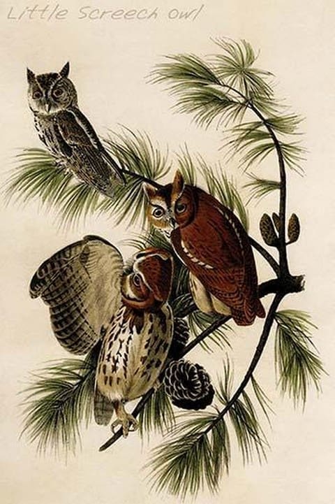 Little Screech Owl by John James Audubon - Art Print